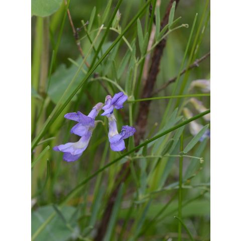 Vicia americana