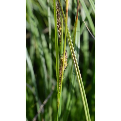 Carex pellita