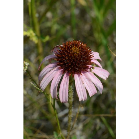 Echinacea angustifolia