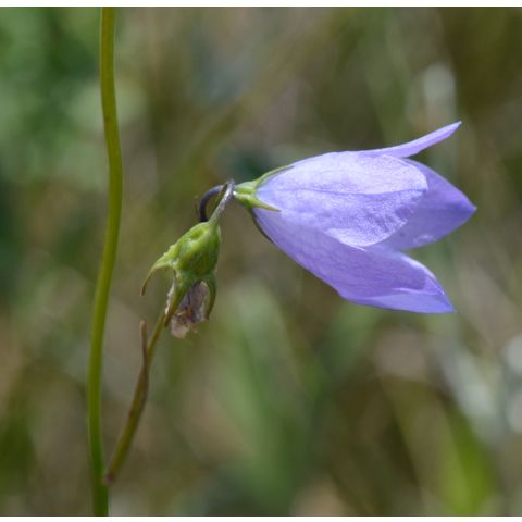 Campanula rotundifolia