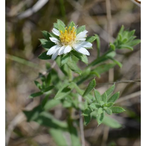 Symphyotrichum ericoides
