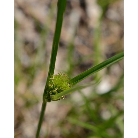 Carex sychnocephala