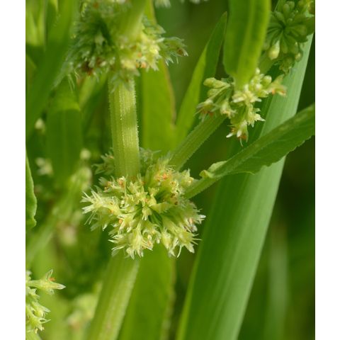 Rumex maritimus