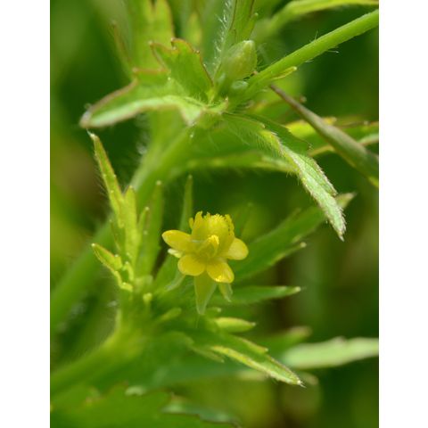 Ranunculus pensylvanicus