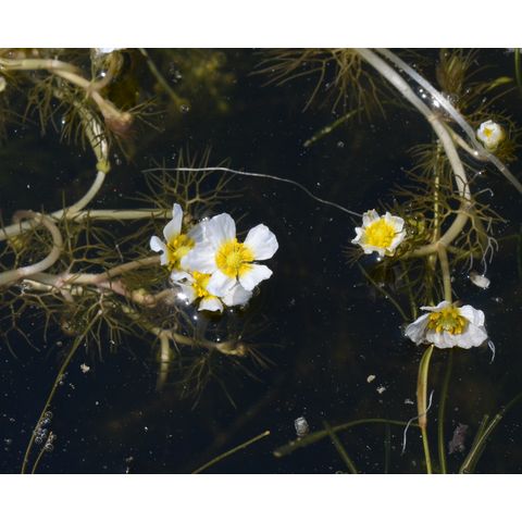 Ranunculus longirostris