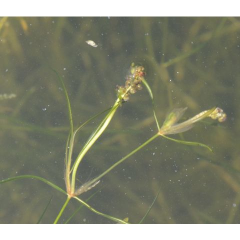 Potamogeton friesii