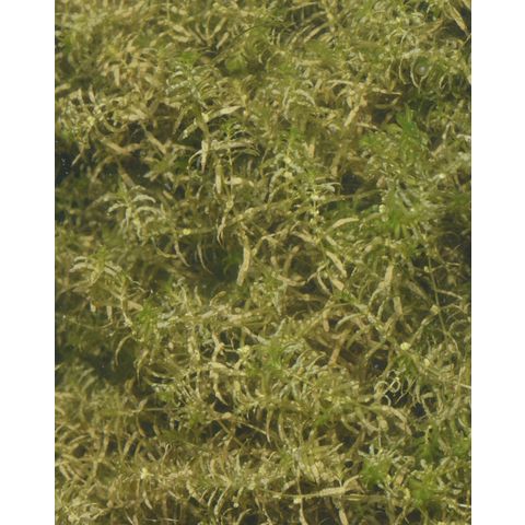 Callitriche hermaphroditica