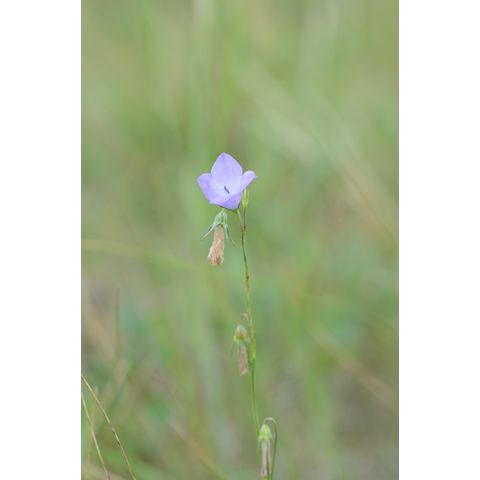 Campanula rotundifolia