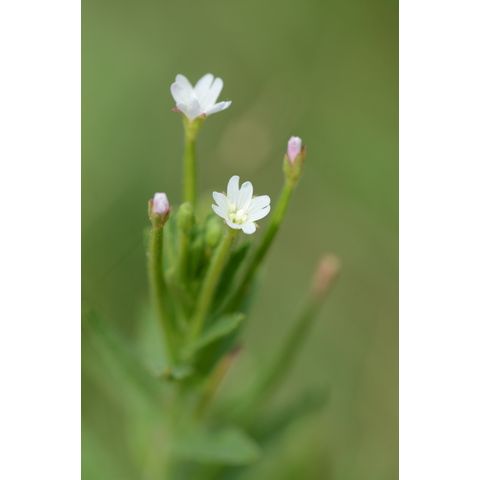Epilobium ciliatum