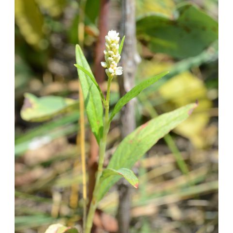 Polygonum lapathifolium