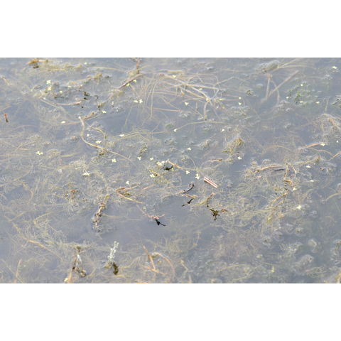 Myriophyllum sibiricum