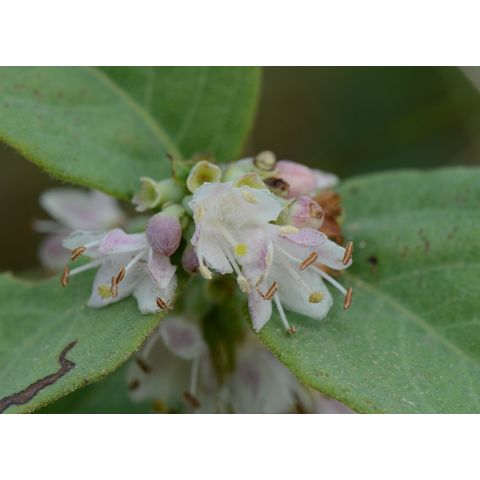 Symphoricarpos occidentalis