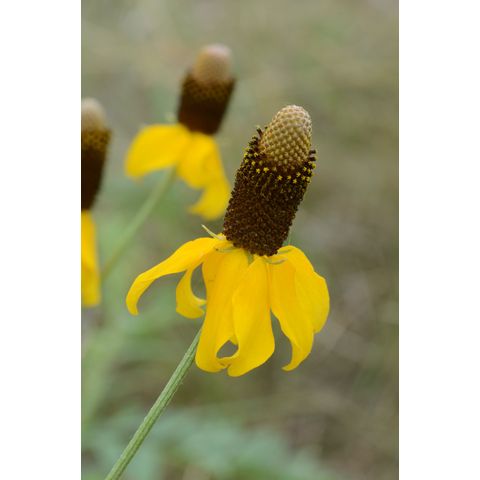 Ratibida columnifera