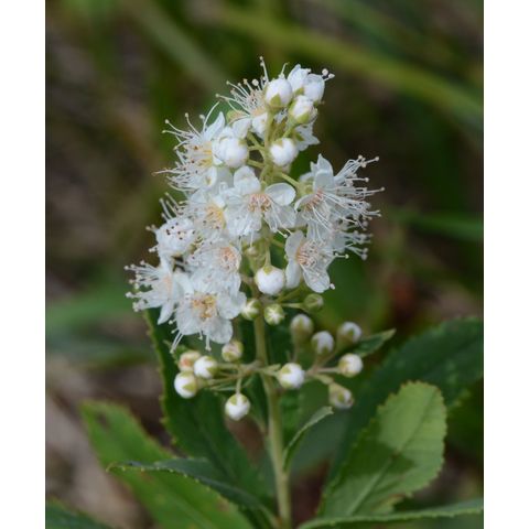 Spiraea alba