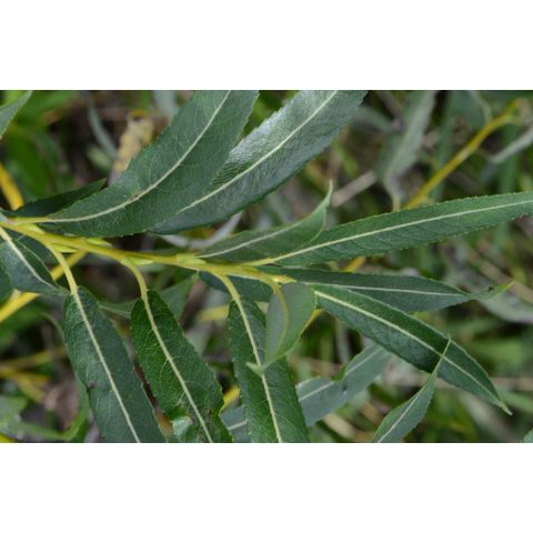 Salix petiolaris