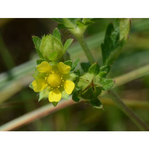 Potentilla norvegica