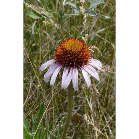 Echinacea angustifolia