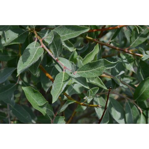 Salix bebbiana