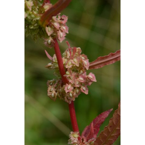 Rumex stenophyllus