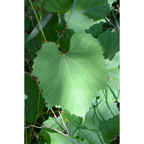 Vitis riparia