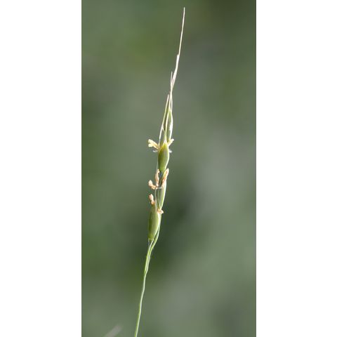 Oryzoides asperifolia