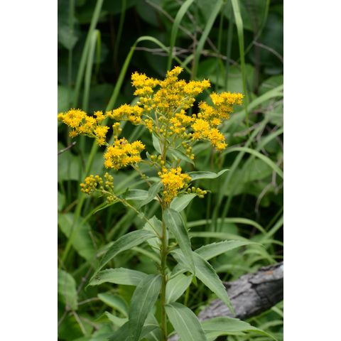 Solidago gigantea
