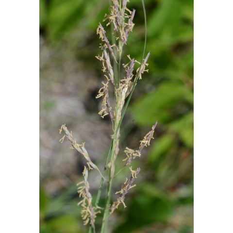 Calamovilfa longifolia