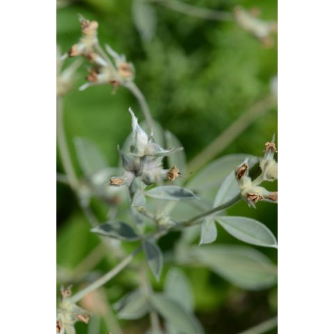 Pediomelum argophyllum