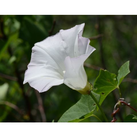 Calystegia sepium
