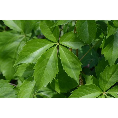 Parthenocissus vitacea
