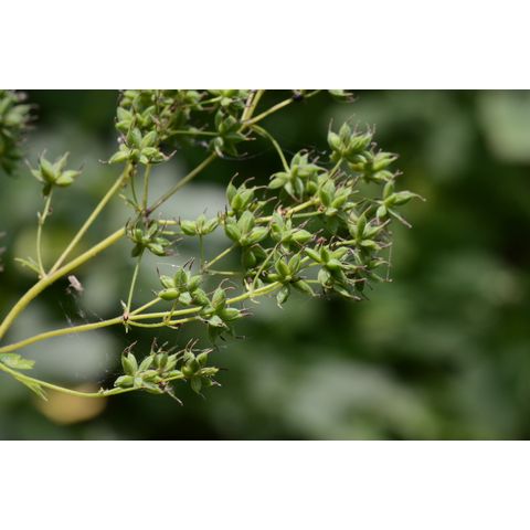 Thalictrum dasycarpum