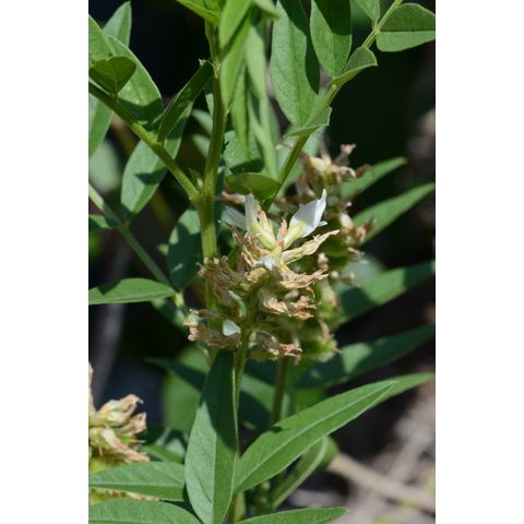 Glycyrrhiza lepidota