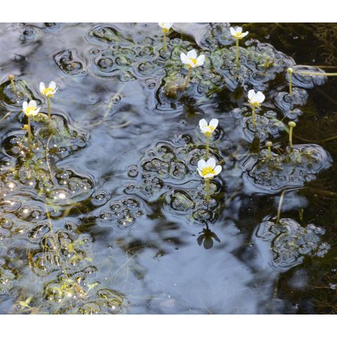 Ranunculus longirostris