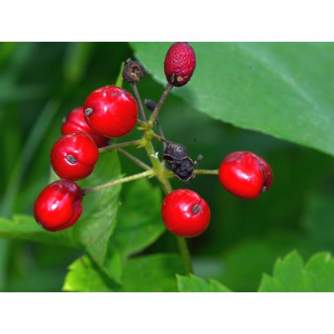 Actaea rubra