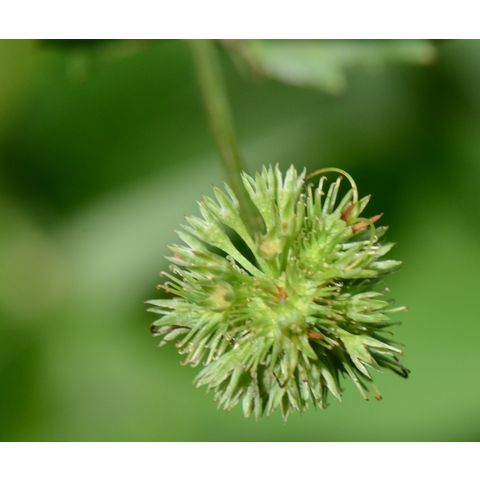 Sanicula marilandica