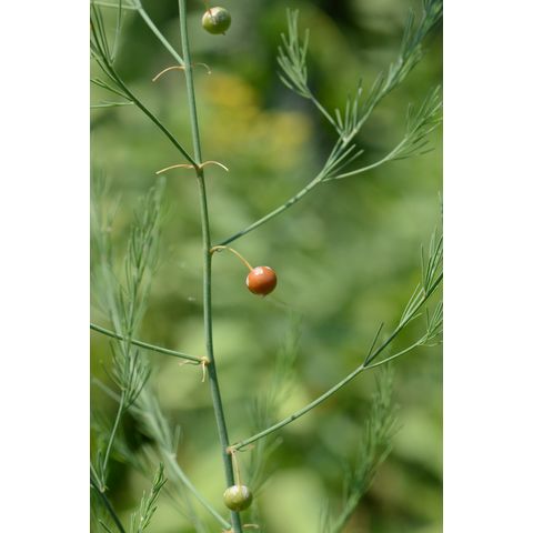 Asparagus officinalis