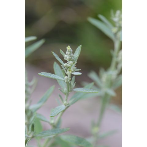 Chenopodium album