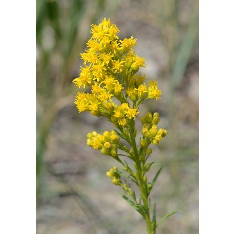 Solidago missouriensis