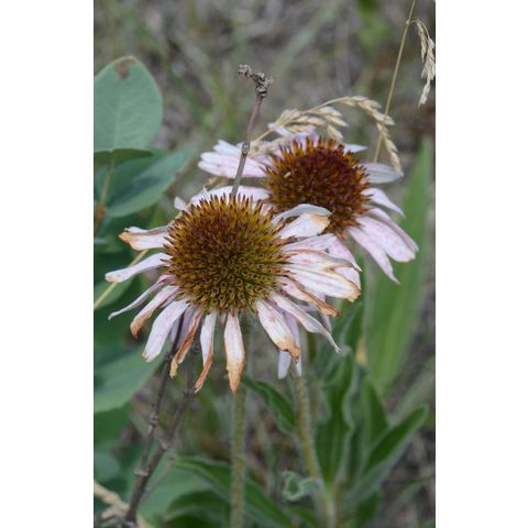 Echinacea angustifolia