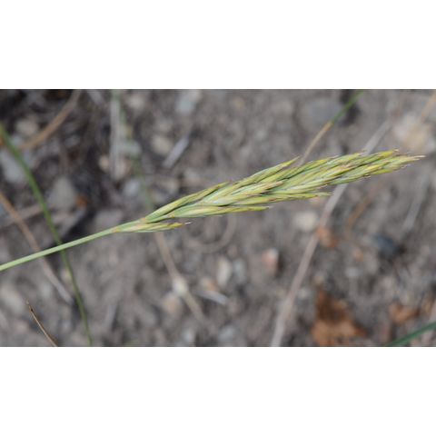 Elymus lanceolatus