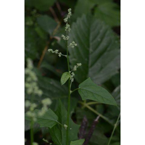 Chenopodium simplex