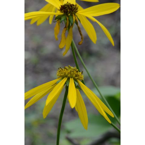Rudbeckia laciniata