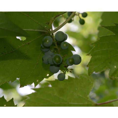 Vitis riparia