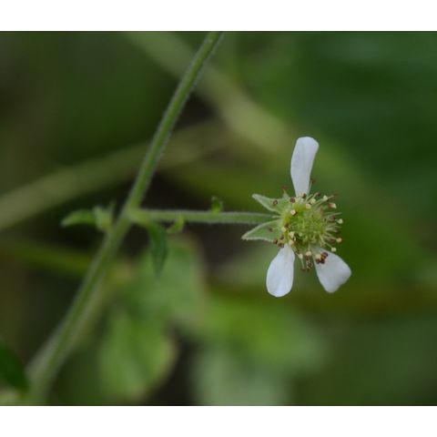 Geum canadense