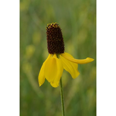 Ratibida columnifera