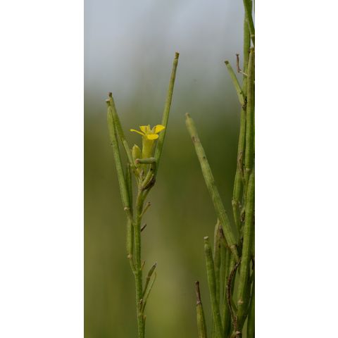 Erysimum cheiranthoides