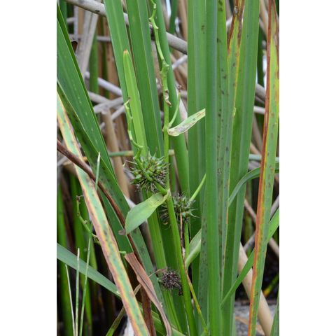 Sparganium eurycarpum