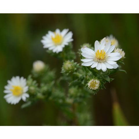 Symphyotrichum ericoides