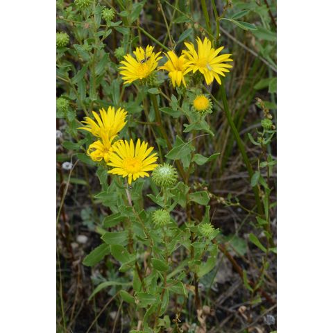 Grindelia squarrosa