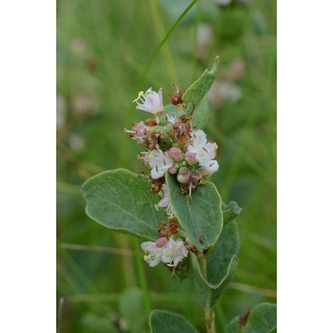 Symphoricarpos occidentalis